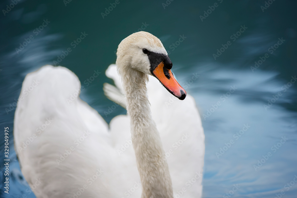 White swan in blue water. Beautiful bird swims White swan in blue water. Beautiful bird swims