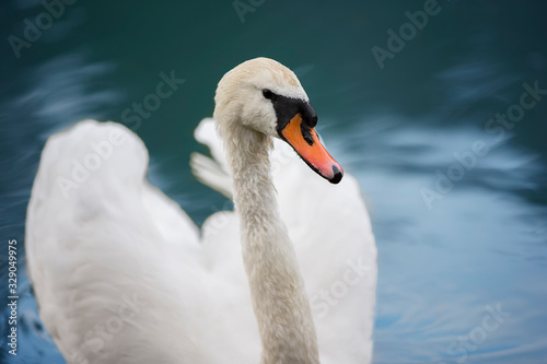 White swan in blue water. Beautiful bird swims