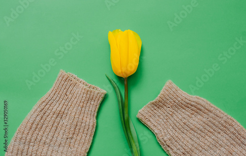 The sleeves of a knitted sweater without arms are a single yellow Tulip on a green flat background. minimalistic photo for a blog.
