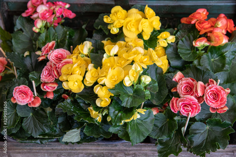Variety of bright Begonia flowering plants from the family Begoniaceae at the garden shop in spring time.