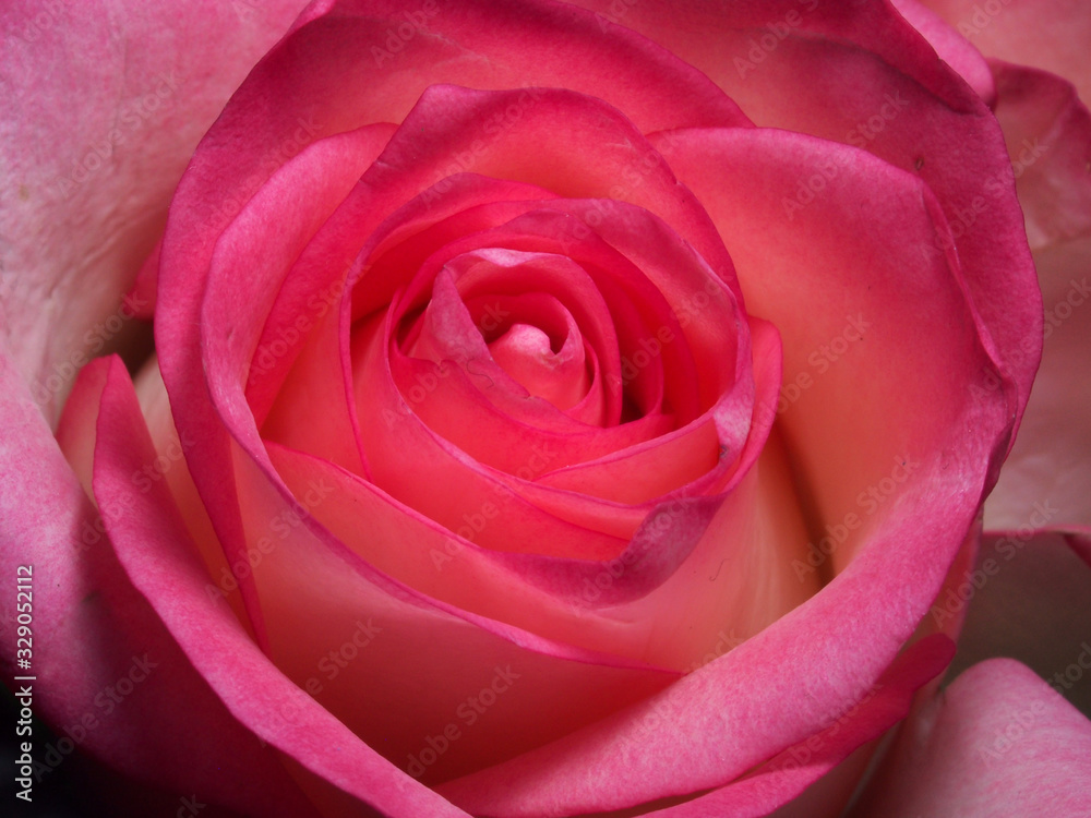 Blooming pink rose petals. Blossoming rose. Blooming pink rose petals. Blossoming rose.