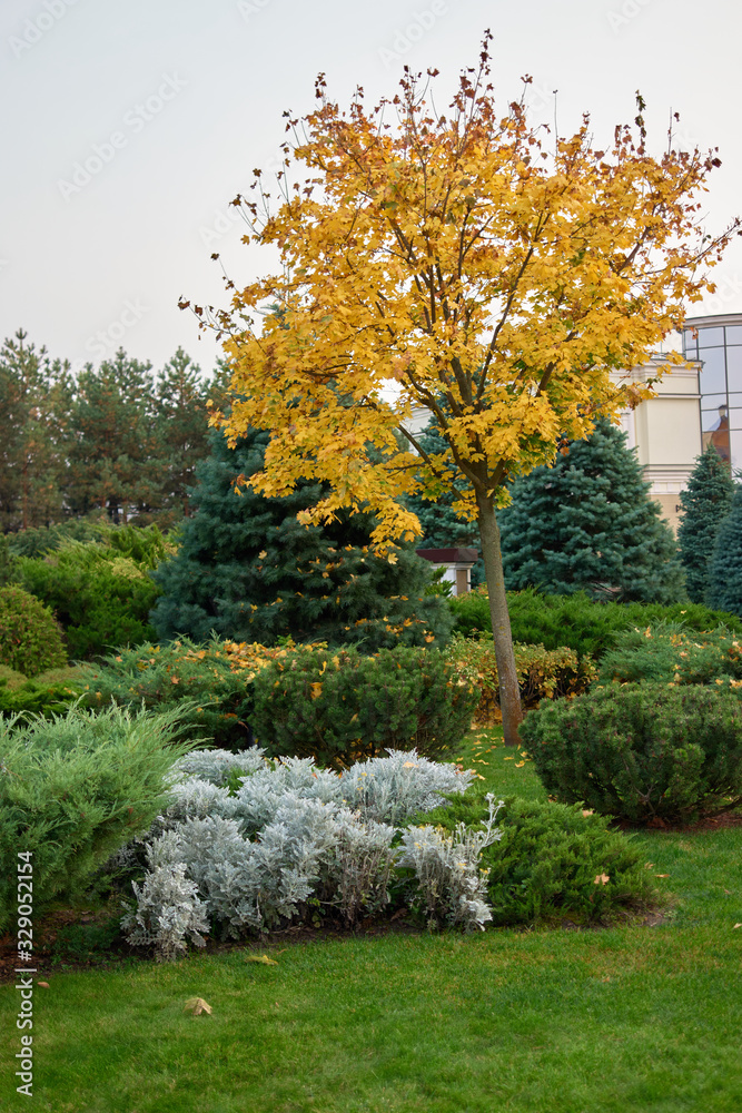 Naklejka premium Juniper and pine bushes. Small maple tree with yellow leaves.