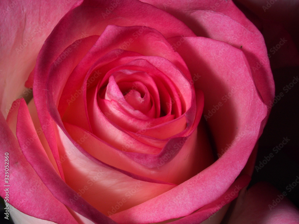 Blooming pink rose petals. Blossoming rose. Blooming pink rose petals. Blossoming rose.