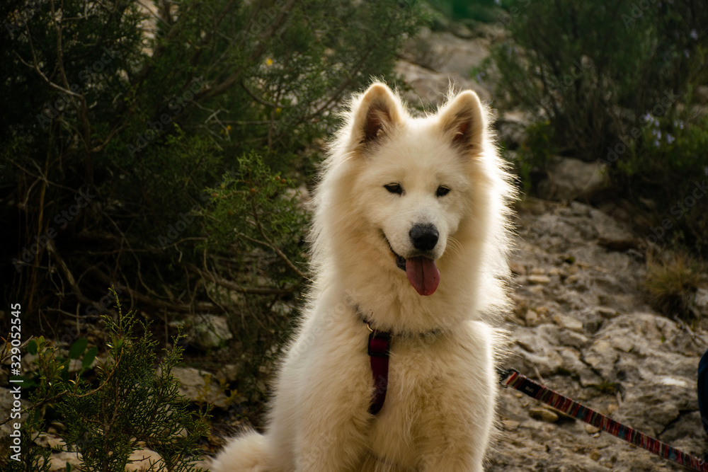 Perro blanco con el pelo brillante y la lengua fuera