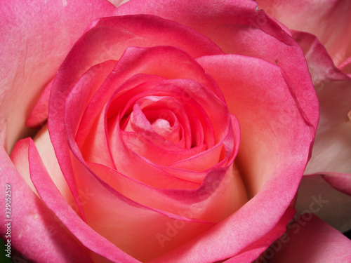 Blooming pink rose petals. Blossoming rose.