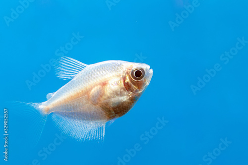 Pink fish Ternezia. Gymnocorymbus ternetzi