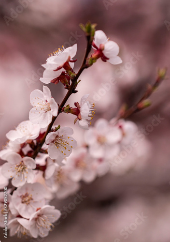 apricot flowers on a spring branch as background
