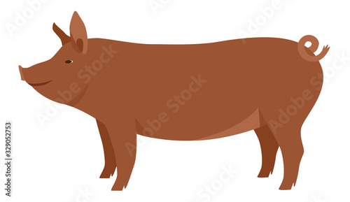Farming today The Tamworth pig Breeds of domestic pigs Vector illustration Isolated object