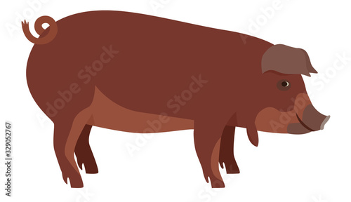 Farming today The Red Wattle hog Breeds of domestic pigs Vector illustration Isolated object