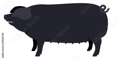 Farming today The Large Black pig Breeds of domestic pigs Vector illustration Isolated object