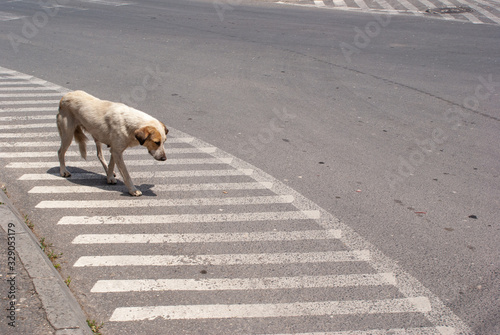 Stray dog 