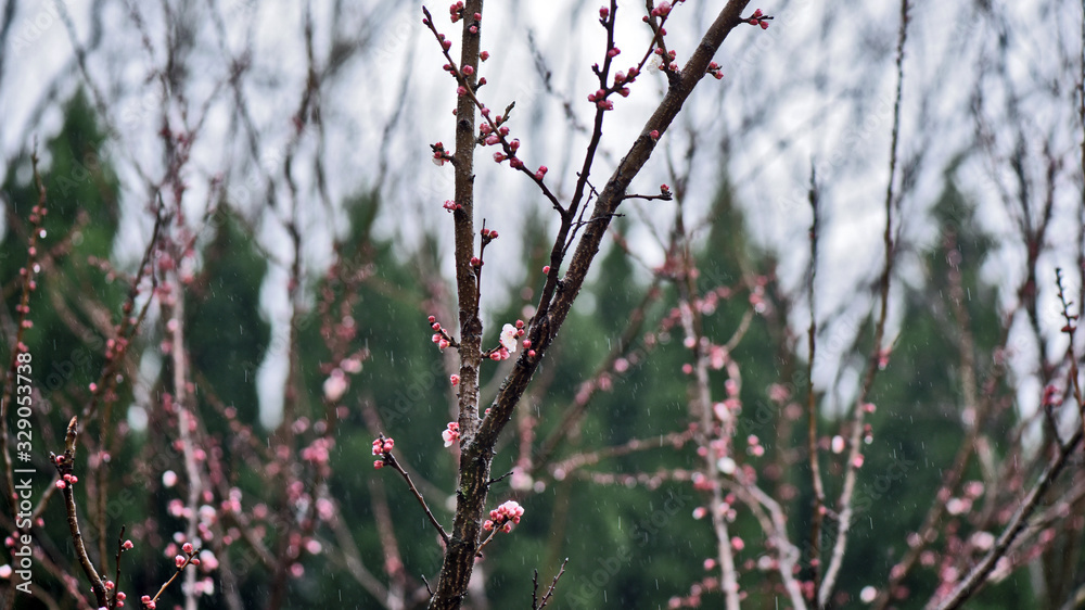 Spring rain moistens natural beauty Spring rain moistens natural beauty