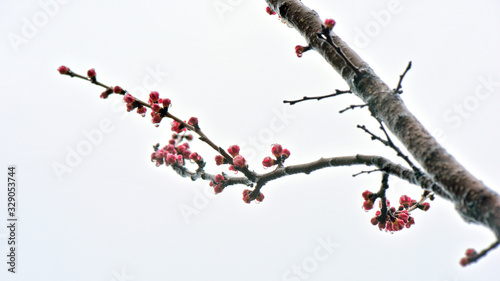 Spring rain moistens natural beauty