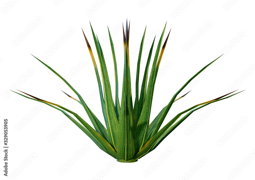 3D Rendering Patch of Grass on White 3D Rendering Patch of Grass on White