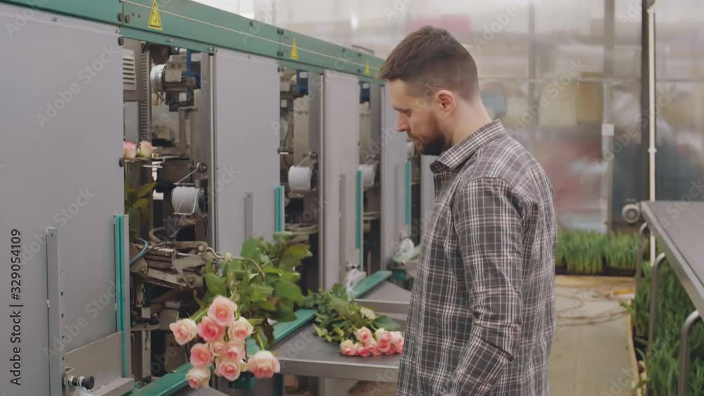 Medium shot of Caucasian man wearing gloves taking fresh roses from automatic device and putting them on conveyor Medium shot of Caucasian man wearing gloves taking fresh roses from automatic device and putting them on conveyor