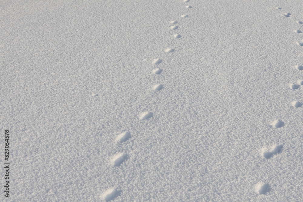 Abstract white background with animal footprints in the snow. Paw print of a wild or domestic animal on white snow in winter. Abstract white background with animal footprints in the snow. Paw print of a wild or domestic animal on white snow in winter.