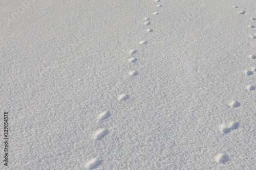 Abstract white background with animal footprints in the snow. Paw print of a wild or domestic animal on white snow in winter.