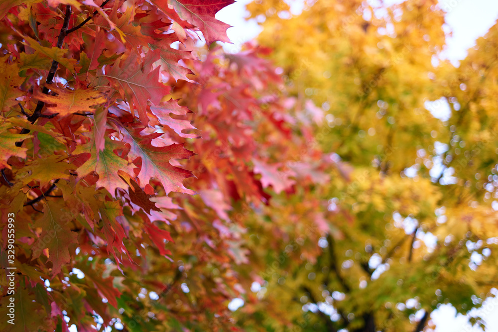 Close up red oak leaves. Colorful autumn foliage. Close up red oak leaves. Colorful autumn foliage.