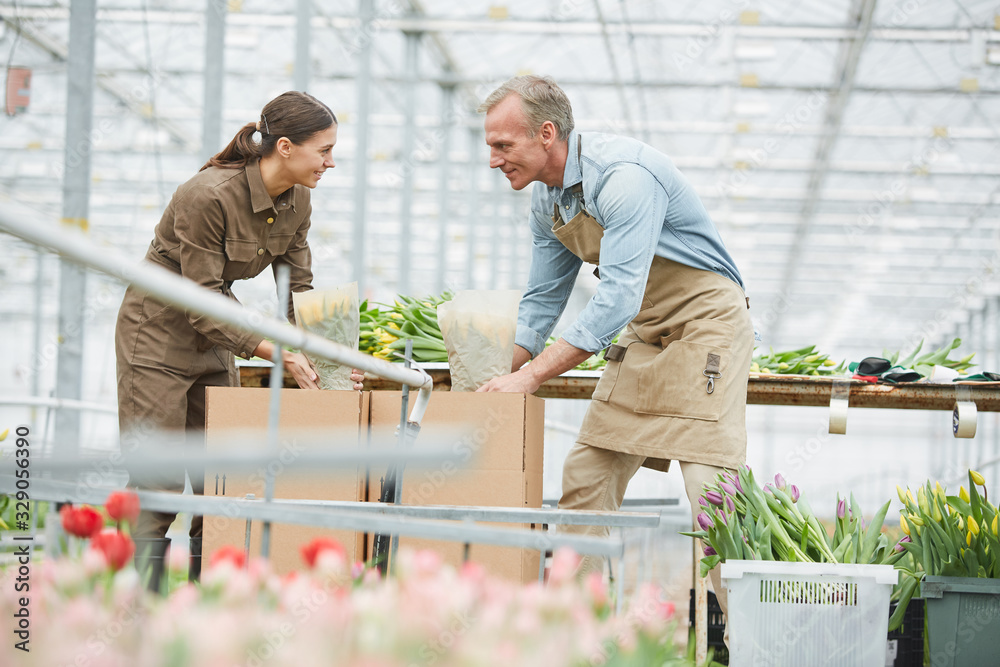 Side view portrait of two cheerful workers packing fresh tulips on flower plantation in greenhouse, copy space Side view portrait of two cheerful workers packing fresh tulips on flower plantation in greenhouse, copy space