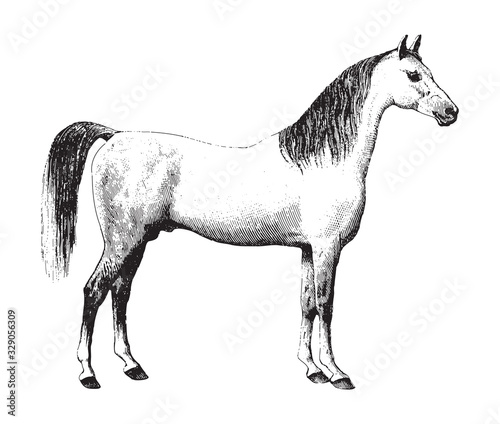 Arabian horse / vintage illustration from Brockhaus Konversations-Lexikon 1908