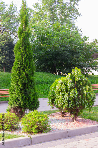 Beautiful alley of thuja, trees, bushes and grass in the park
