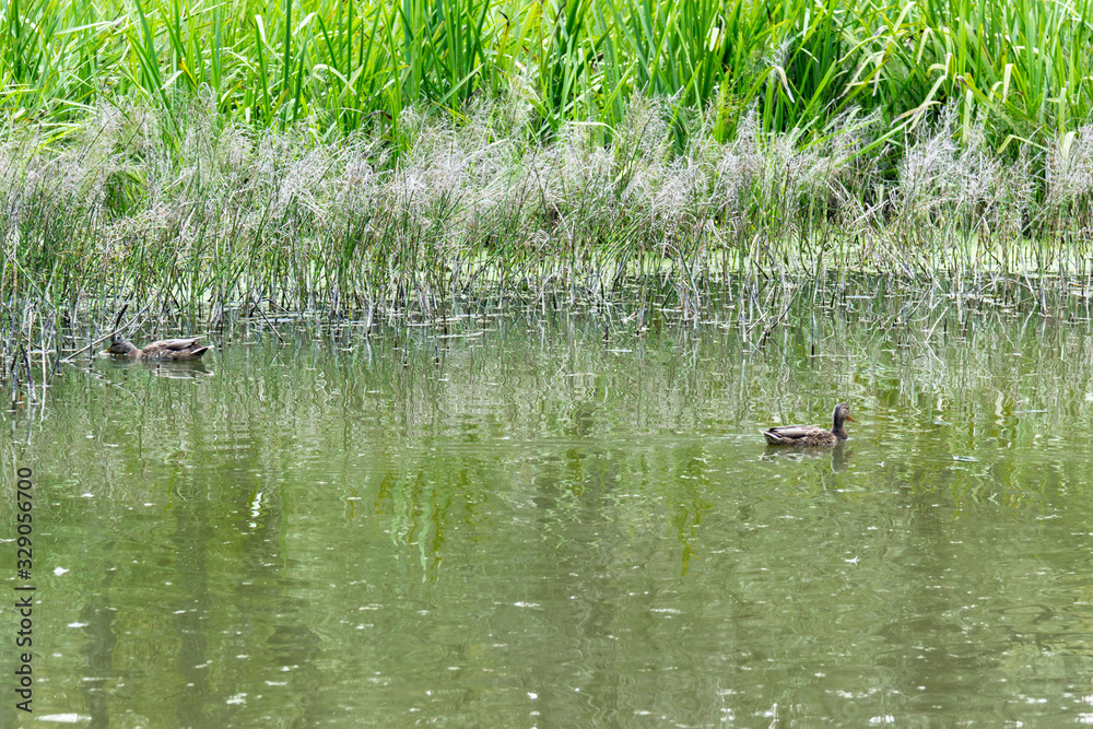 Wild ducks are swimming in the pond. Flock of ducks in the lake