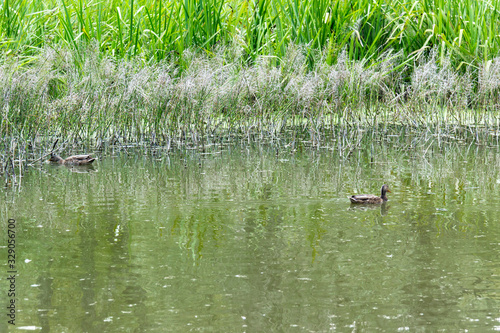 Wild ducks are swimming in the pond. Flock of ducks in the lake