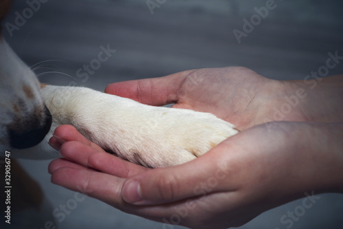 A dog's paw in a man's hand. Pet. Friendship.