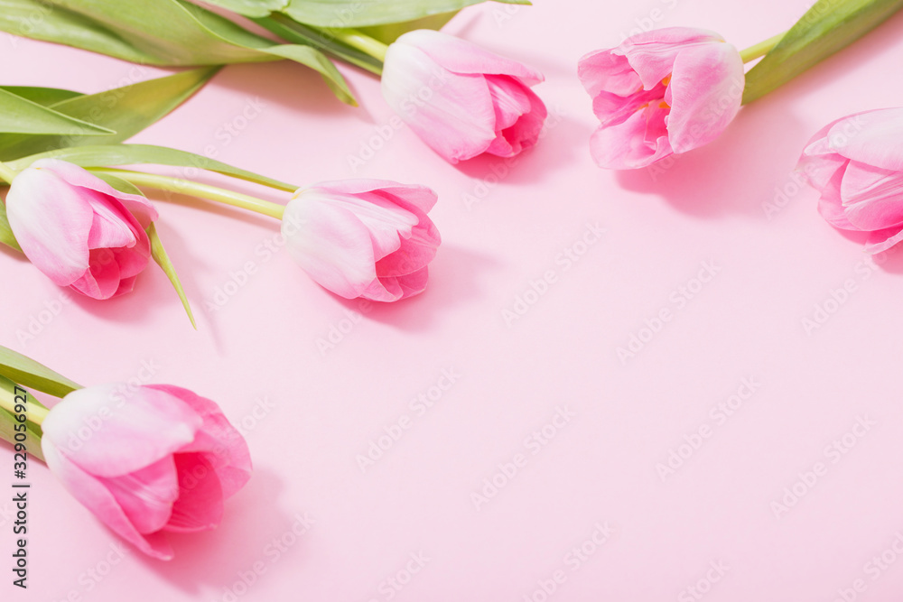 Obraz premium beautiful pink tulips on pink background