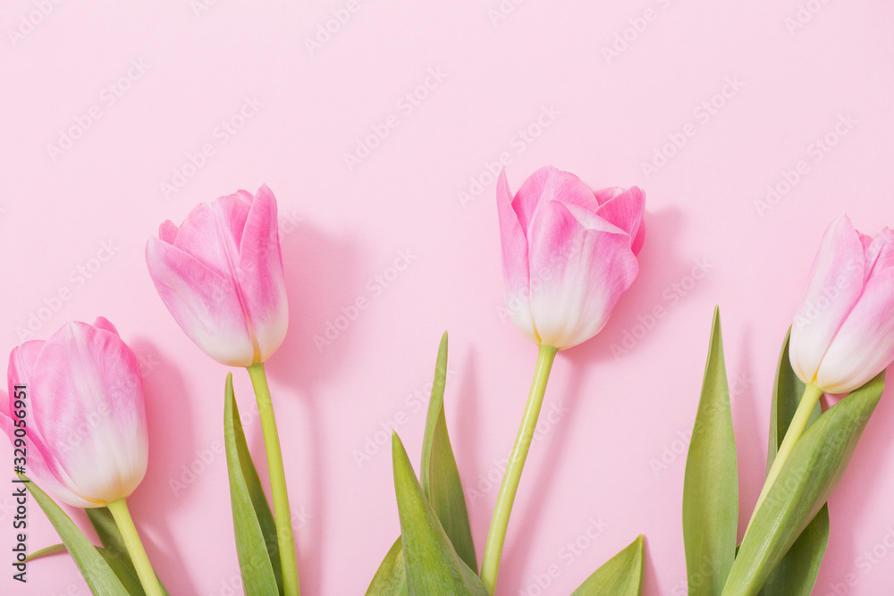 beautiful pink tulips on pink background beautiful pink tulips on pink background