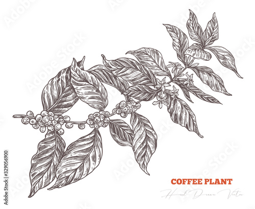 Coffee tree sketch branch with flowers and berries. Hand drawn isolated vector. Engraving vintage botanical or floral  illustration