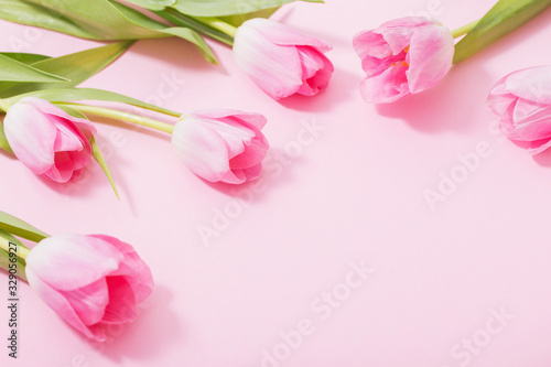 beautiful pink tulips on pink background