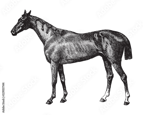 Thoroughbred horse / vintage illustration from Brockhaus Konversations-Lexikon 1908