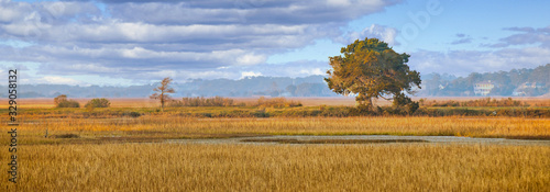 Canvas Print A tree in early morning light falling on a wetland marsh