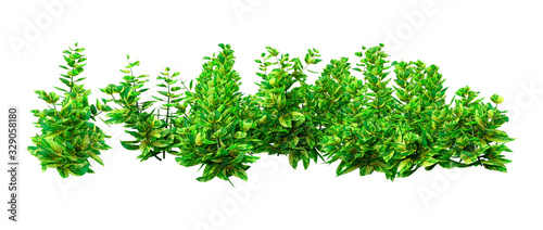 3D Rendering Ginger Mint on White