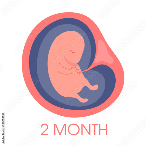 Embryo in womb second month. Fetal development and growth during