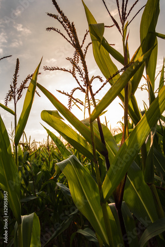 Corn field on a  day.