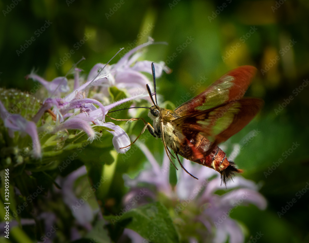 Clearwing Hummingbird Moth feeding on a flower Clearwing Hummingbird Moth feeding on a flower