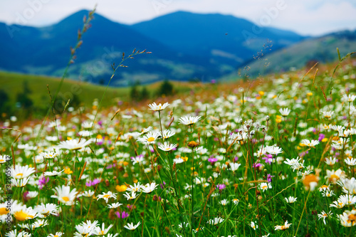 Fototapeta Naklejka Na Ścianę i Meble -  nature, summer landscape in carpathian mountains, wildflowers and meadow, spruces on hills, beautiful cloudy sky