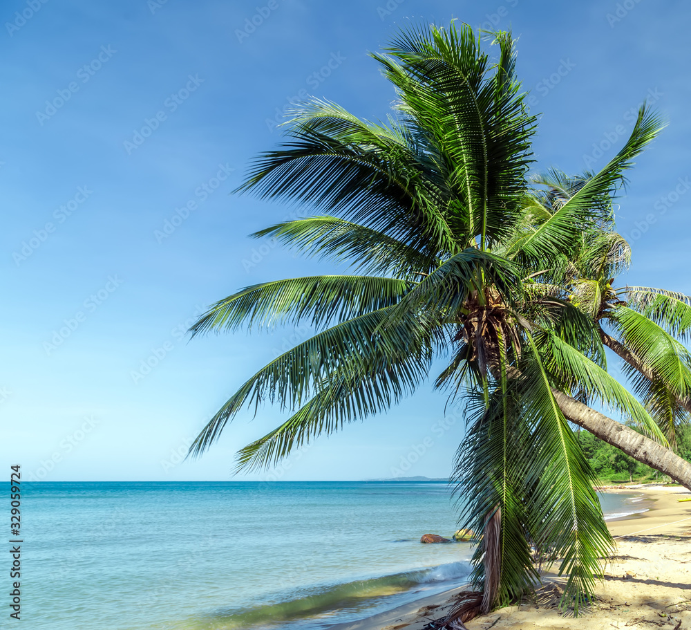 Palm tree leaves on blue sky in sand beach Palm tree leaves on blue sky in sand beach