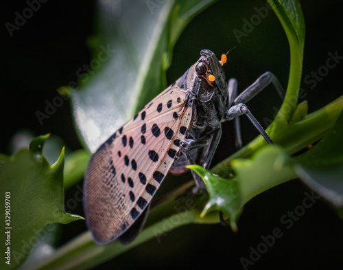 Spotted Lanternfly glowering