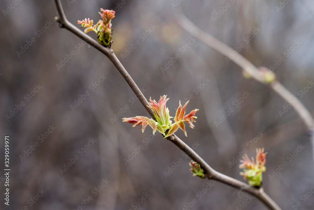 plant buds in the spring, budding, selective focus, tinted image plant buds in the spring, budding, selective focus, tinted image