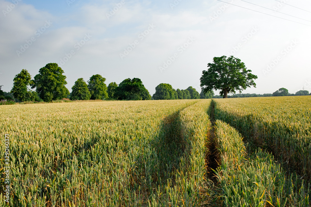 Fototapeta premium Barley field