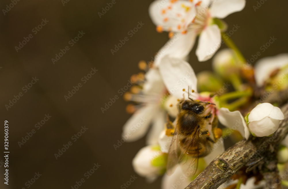a bee gathering pollen from a cherry blossom in springtime a bee gathering pollen from a cherry blossom in springtime