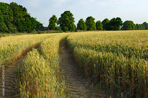 Barley field
