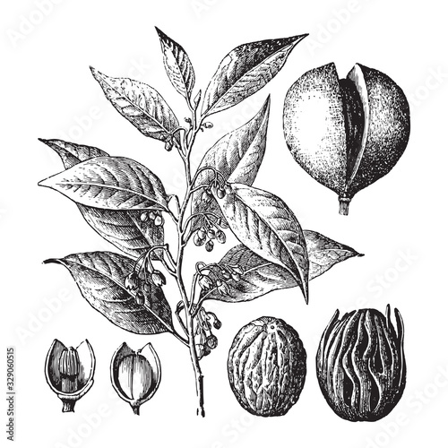 Myristica fragrans (the nutmeg tree) / vintage illustration from Brockhaus Konversations-Lexikon 1908