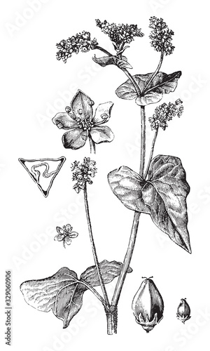 Buckwheat (Fagopyrum esculentum) / vintage illustration from Brockhaus Konversations-Lexikon 1908