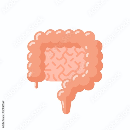 Anatomy of human intestine, flat vector illustration, cartoon style 