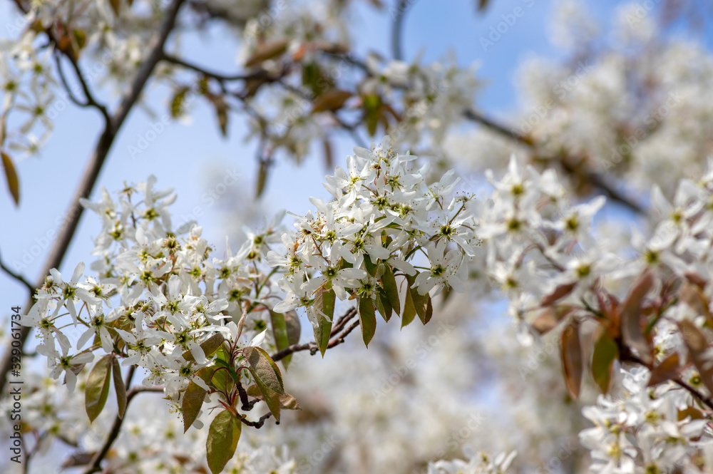 Amelanchier lamarckii deciduous flowering shrub, group of white flowers on branches in bloom Amelanchier lamarckii deciduous flowering shrub, group of white flowers on branches in bloom