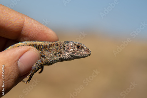 Hand holding a lizard in front of nature background.